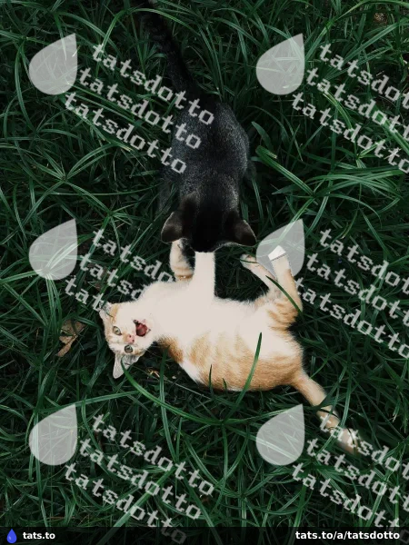 Two cats playing in long grass