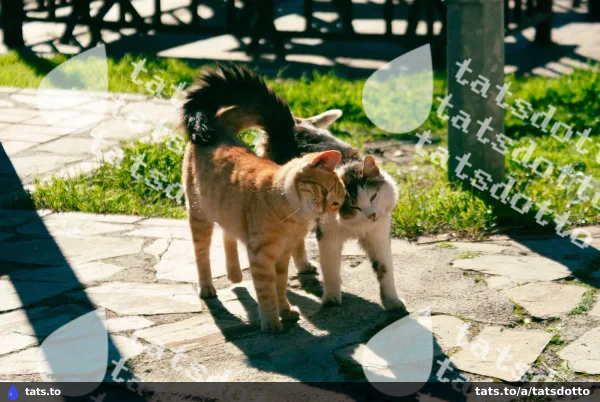 Two cats together on a sunlit stone path